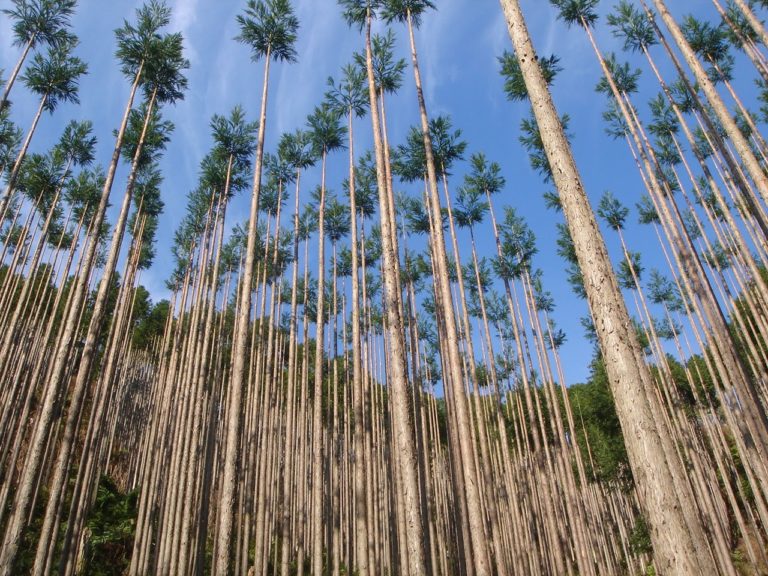 カイフ丸太用山林