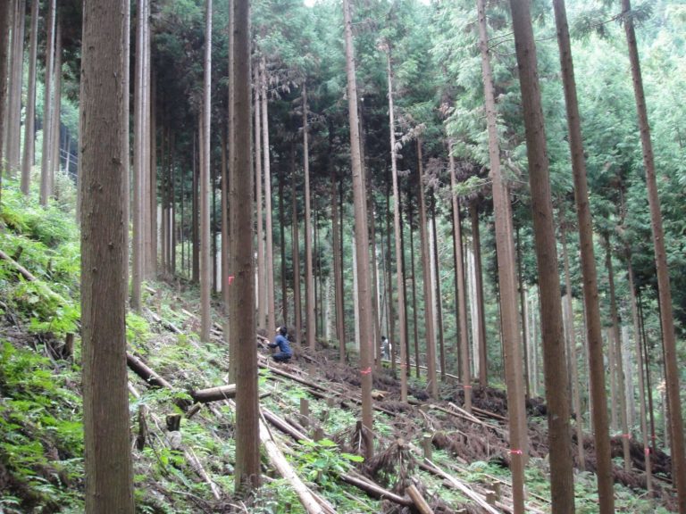 磨丸太用山林