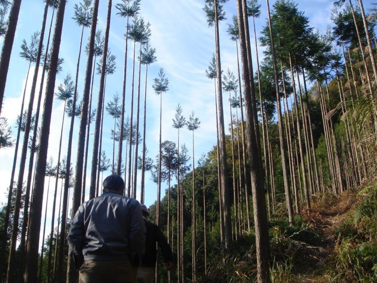 カイフ丸太用山林