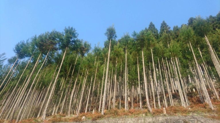 磨丸太用山林