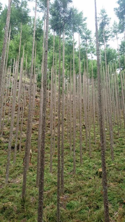 カイフ丸太用山林