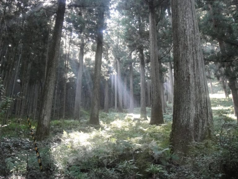 樹齢約300年の森