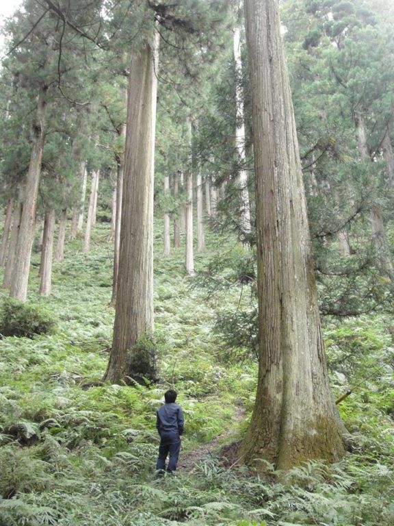 樹齢約300年の森