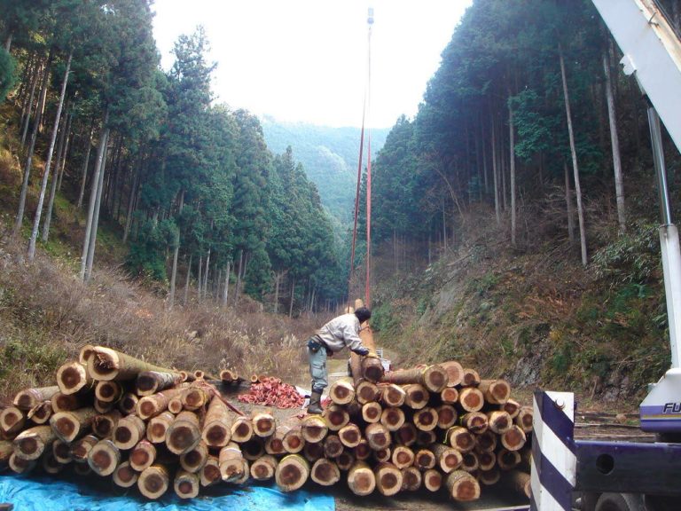 土場にて仕分け作業中（桁丸太と製材用原木）