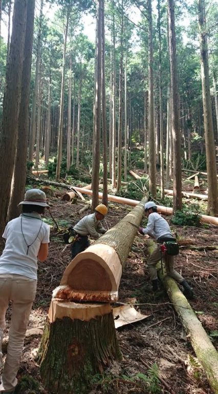 杉の原木から杉皮を剝くところ