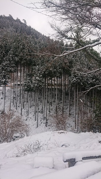 京都 雪の北山杉