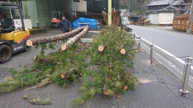 高野槙　枝払い作業中